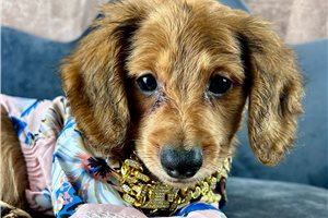 Sigmund - puppy for sale