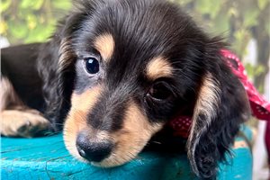 Neal - Dachshund, Mini for sale