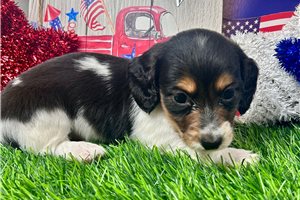 Jacob - Dachshund, Mini for sale