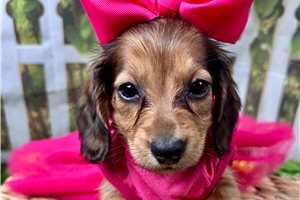 Holland - Dachshund, Mini for sale