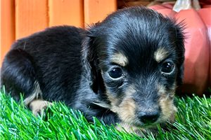 North - Mini Dachshund for sale