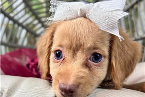 Nala - Mini Dachshund for sale