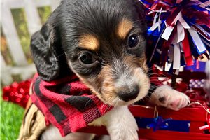 Jacob - Dachshund, Mini for sale