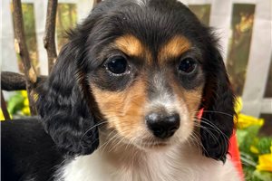 Jacob - Dachshund, Mini for sale