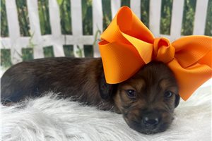 Harper - Dachshund, Mini for sale