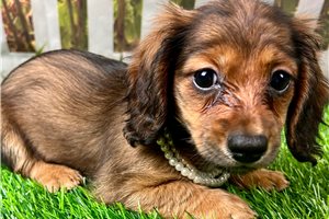 Harper - puppy for sale