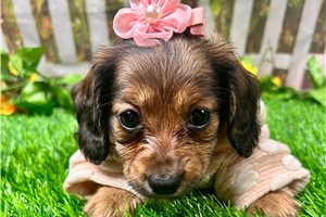 Harper - Dachshund, Mini for sale