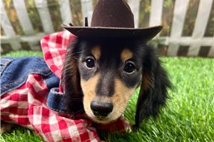 Neal - puppy for sale
