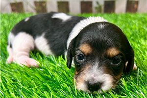 Jacob - Dachshund, Mini for sale