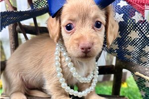 Nala - Dachshund, Mini for sale