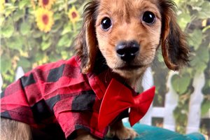 Nathan - Dachshund, Mini for sale
