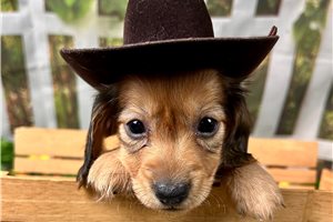 Nathan - Dachshund, Mini for sale