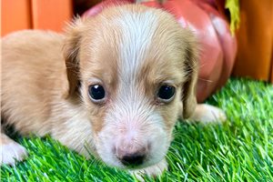 Norman - Mini Dachshund for sale