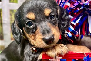 Jacks - Dachshund, Mini for sale