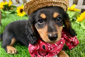 Jacks - Dachshund, Mini for sale