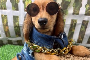 Quincy - Dachshund, Mini for sale