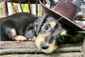 Neal - Dachshund, Mini for sale