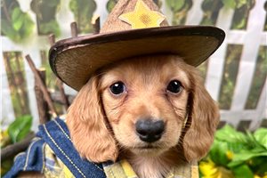 Sherlock - Dachshund, Mini for sale