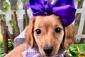 Nova - Dachshund, Mini for sale