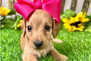 Nova - Dachshund, Mini for sale