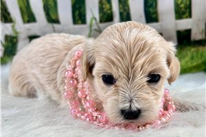 Grace - Malti Poo - Maltipoo for sale