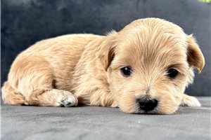 Gabriel - puppy for sale