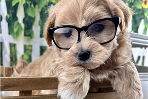 Gabriel - Malti Poo - Maltipoo for sale