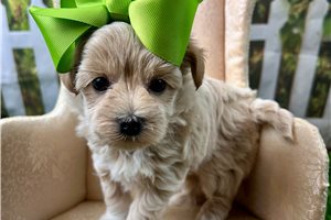 Rachel - Malti Poo - Maltipoo for sale