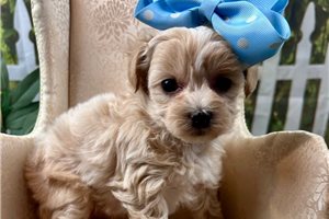 Rileigh - puppy for sale