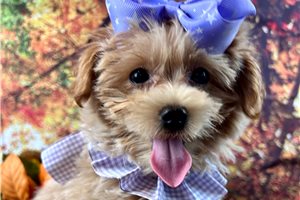 Rachel - Maltipoo for sale