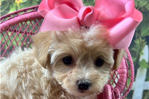 Rileigh - Malti Poo - Maltipoo for sale