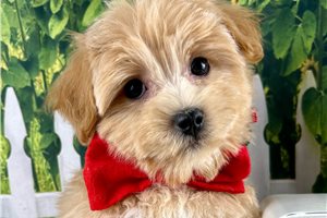Gabriel - Malti Poo - Maltipoo for sale