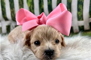 Gianna - Malti Poo - Maltipoo for sale