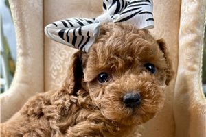 Petunia - Poodle, Toy for sale