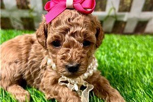 Prue - Poodle, Toy for sale