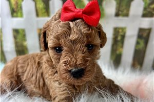 Paisley - puppy for sale