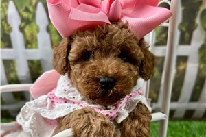 Paisley - Poodle, Toy for sale