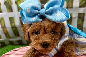 Prue - Poodle, Toy for sale
