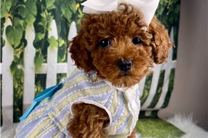 Cora - Poodle, Toy for sale