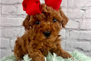 Charlotte - Toy Poodle for sale