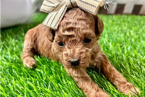 Petunia - puppy for sale