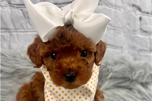 Carly - Toy Poodle for sale