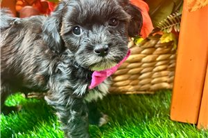 Baxter - puppy for sale