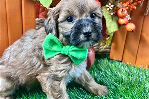 Blaine - puppy for sale