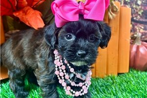 Brenna - puppy for sale