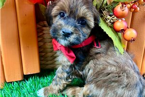 Basil - puppy for sale