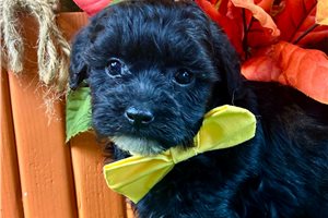 Bonham - puppy for sale