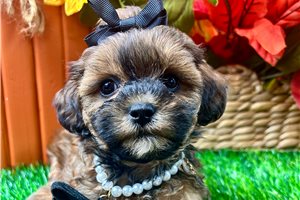 Brownie - puppy for sale