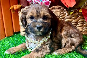 Bella - puppy for sale