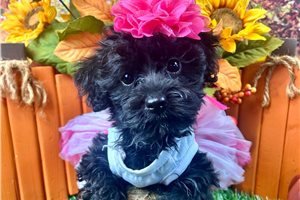Adri - Yorkiepoo - Yorkie Poo for sale
